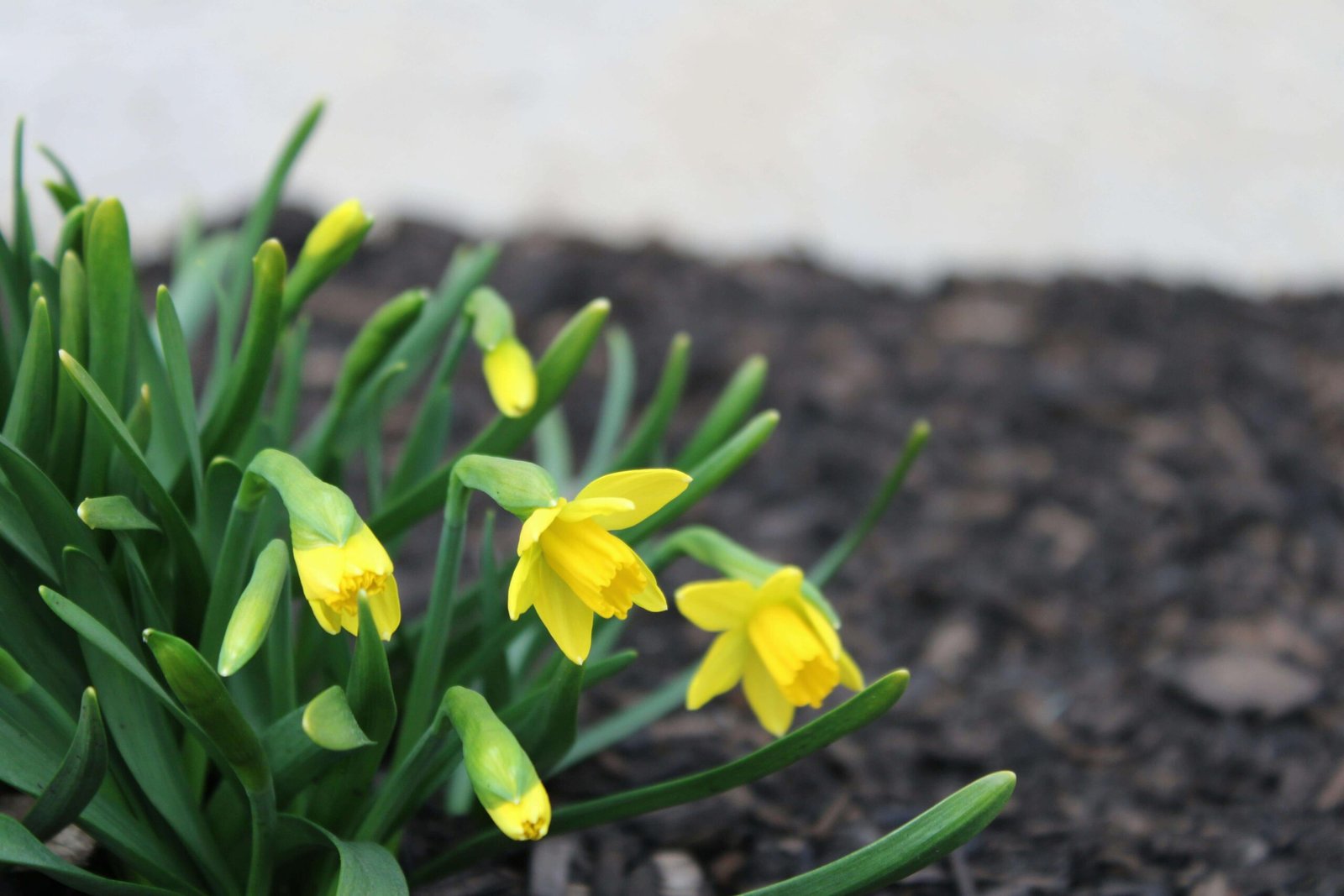 Gardening & Landscaping