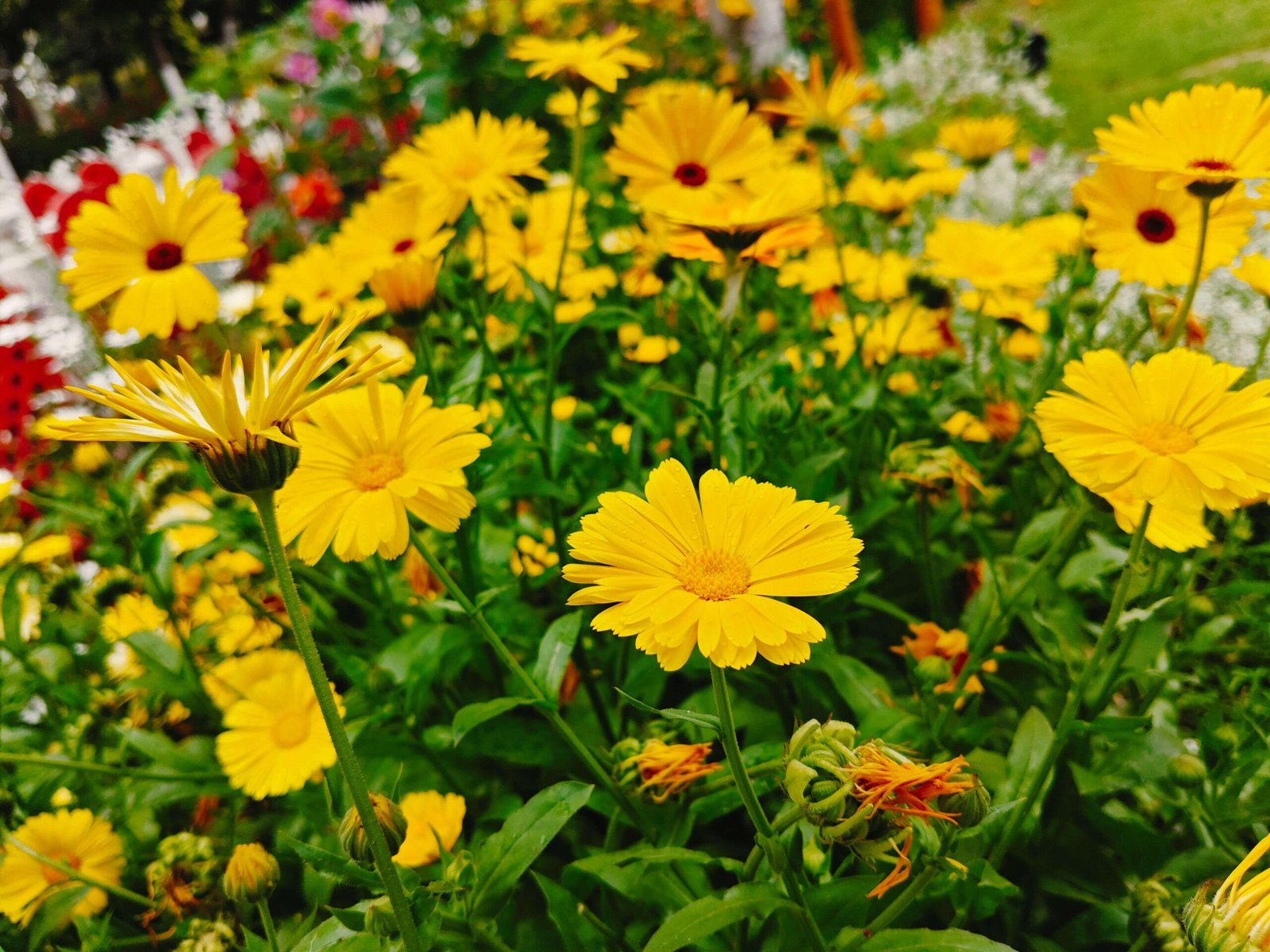 Gardening & Landscaping